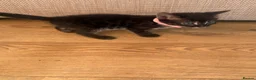 Mixed Breed cats for sale: Half bengal kittens  in Brandon - Advert 19