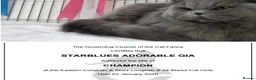 British Longhair cats for sale: GCCF Champion British Longhair Female Active  - Advert 3