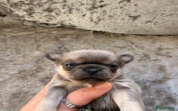 Chihuahua dogs for sale: 💖 Esquire litter of chihuahua puppies 💖 - Advert 16