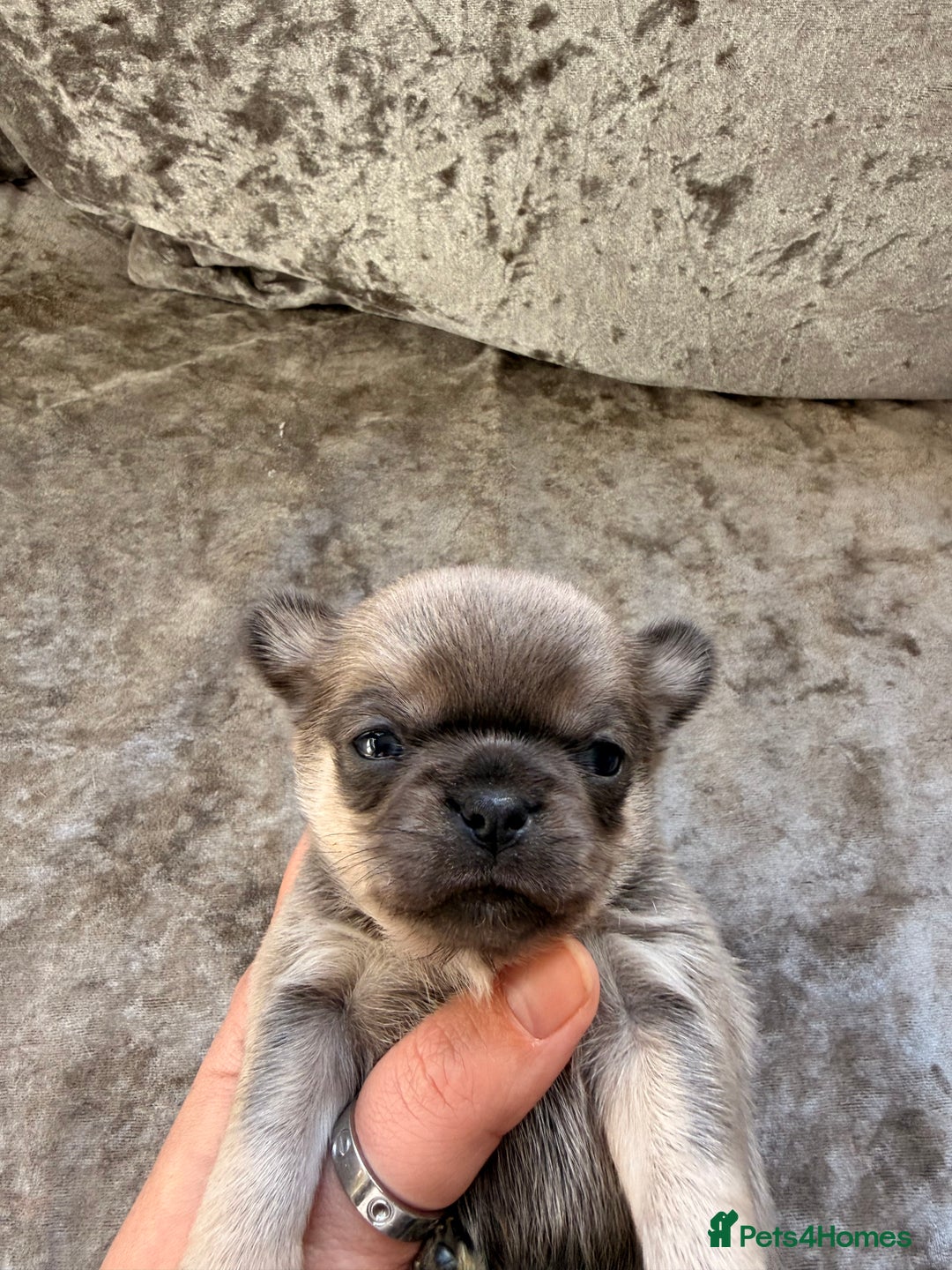 Chihuahua dogs for sale: 💖 Esquire litter of chihuahua puppies 💖 - Advert 16