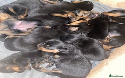 Rottweiler dogs for sale: Rottweiler puppies for sale.  - Image 1