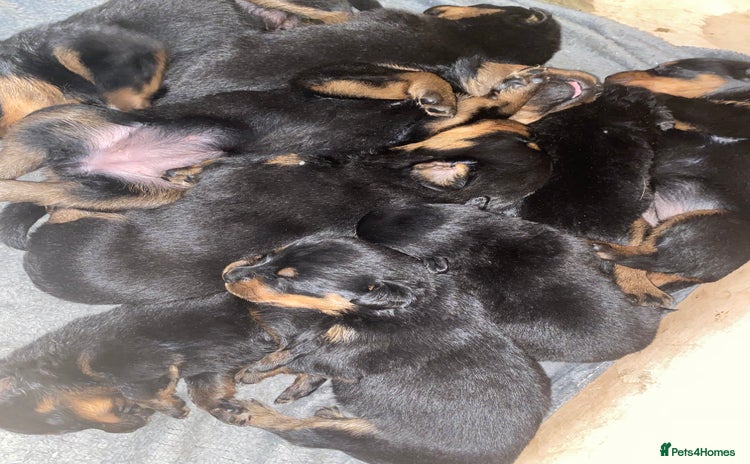 Rottweiler dogs - Advert 1
