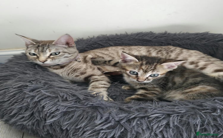 Bengal cats - Advert 6