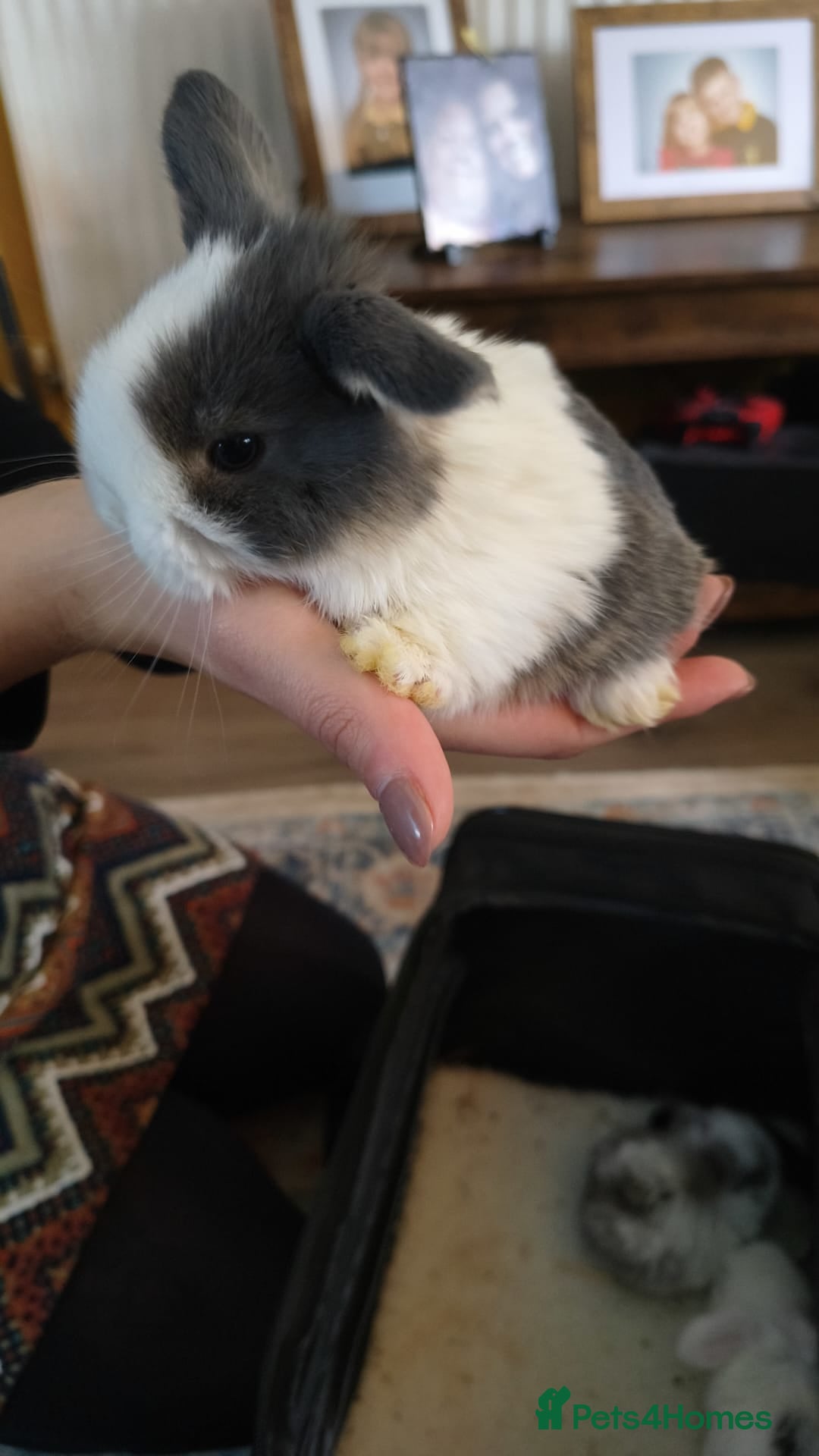 Mini Lop rabbits for sale: Mini lop babies  - Advert 5