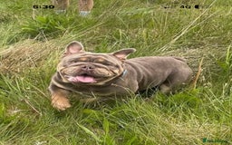 English Bulldog dogs for sale: British bulldog male  - Image 7