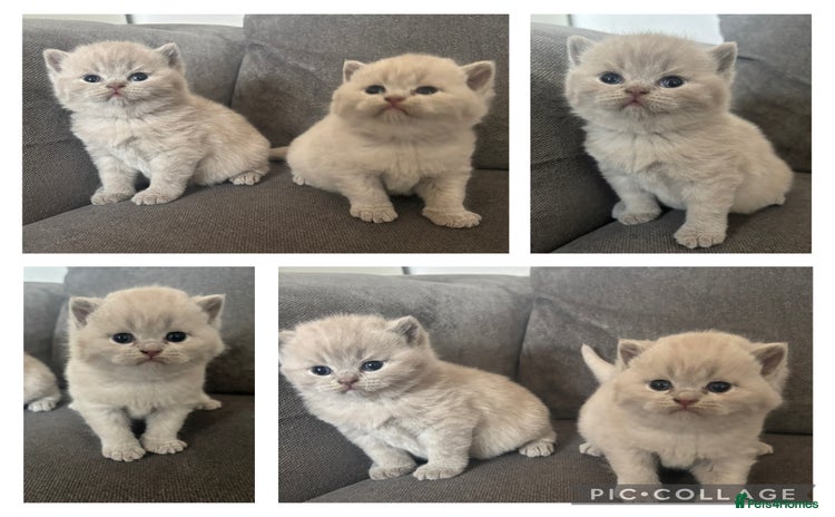 British Shorthair cats - Advert 15
