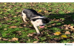 Border Collie dogs for stud: Beautiful border collie for stud -proven in Southampton - Image 8