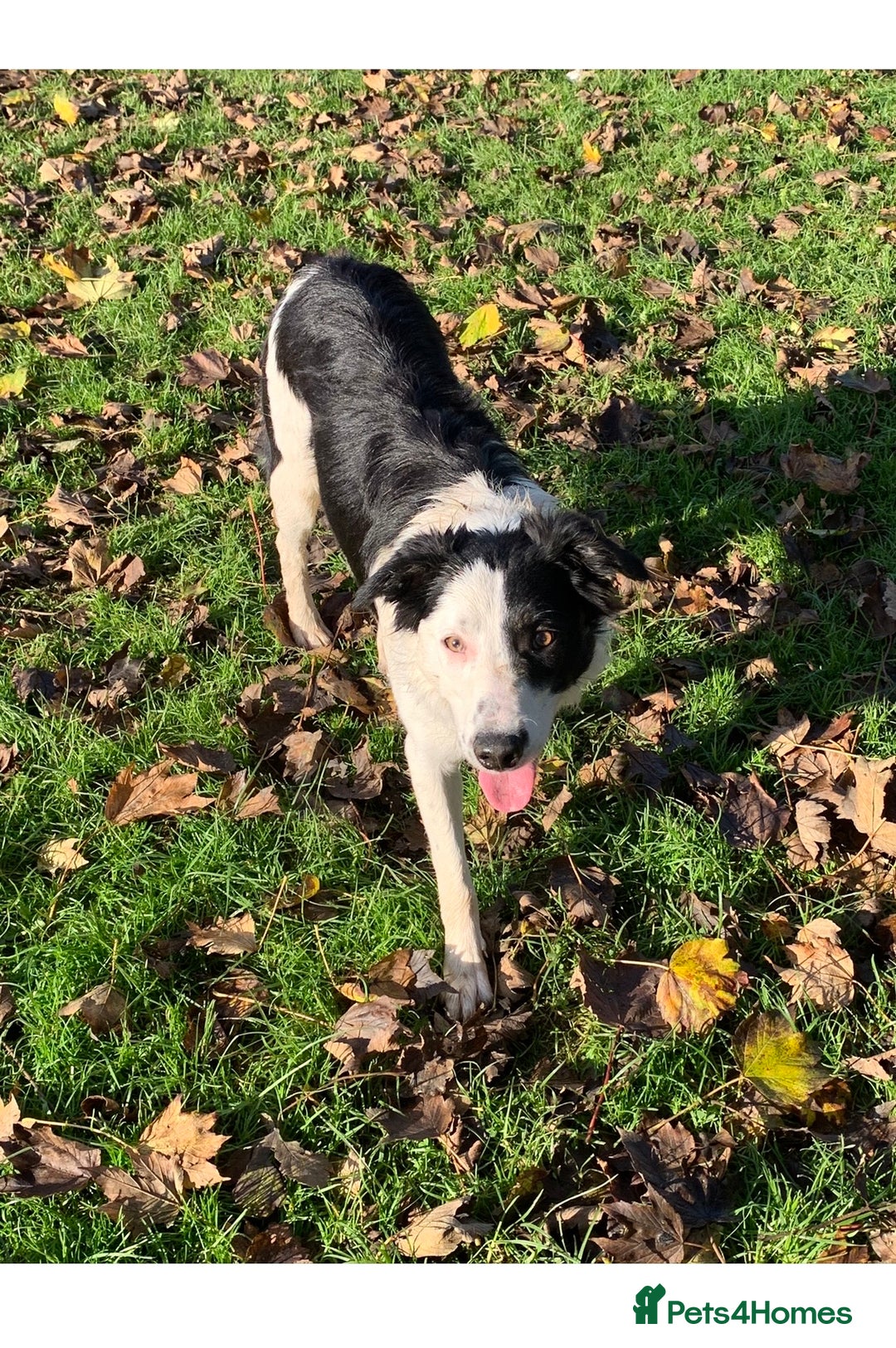 Border Collie dogs for stud: Beautiful border collie for stud -proven in Southampton - Image 8