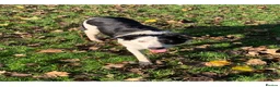 Border Collie dogs for stud: Beautiful border collie for stud -proven in Southampton - Advert 8