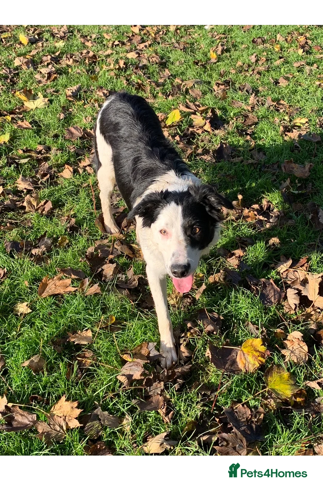 Border Collie dogs for stud: Beautiful border collie for stud -proven in Southampton - Advert 8