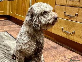 Cockapoo dogs in Rowlands Gill - Advert 1