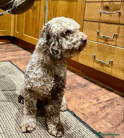 Cockapoo dogs in Rowlands Gill - Advert 1