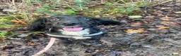 Cockerdor dogs for sale: Cockerdor Puppies confirmed - Advert 2