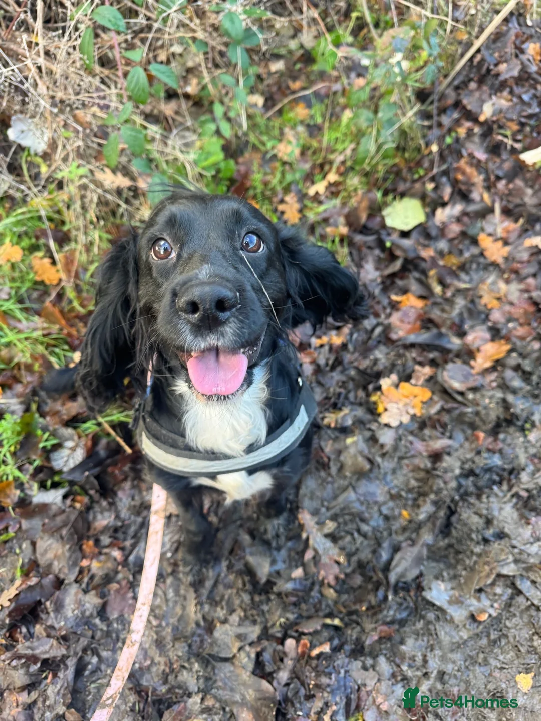 Cockerdor dogs for sale: Cockerdor Puppies confirmed - Advert 2