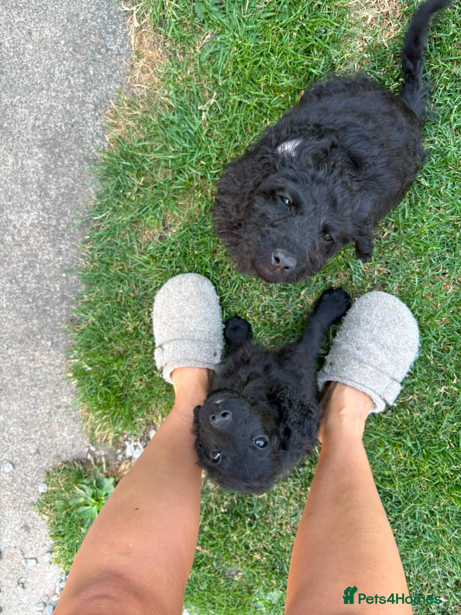 Cockapoo dogs for sale: Cockapoo puppies FULLY VACCINATED 2 left £850 - Advert 1