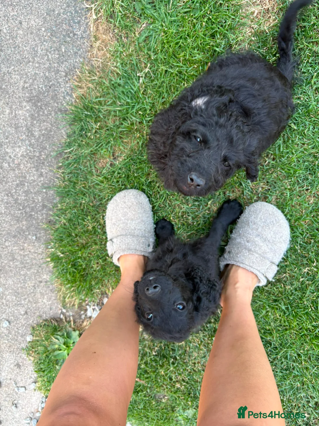 Cockapoo dogs for sale: Cockapoo puppies for sale 2 left  - Advert 1