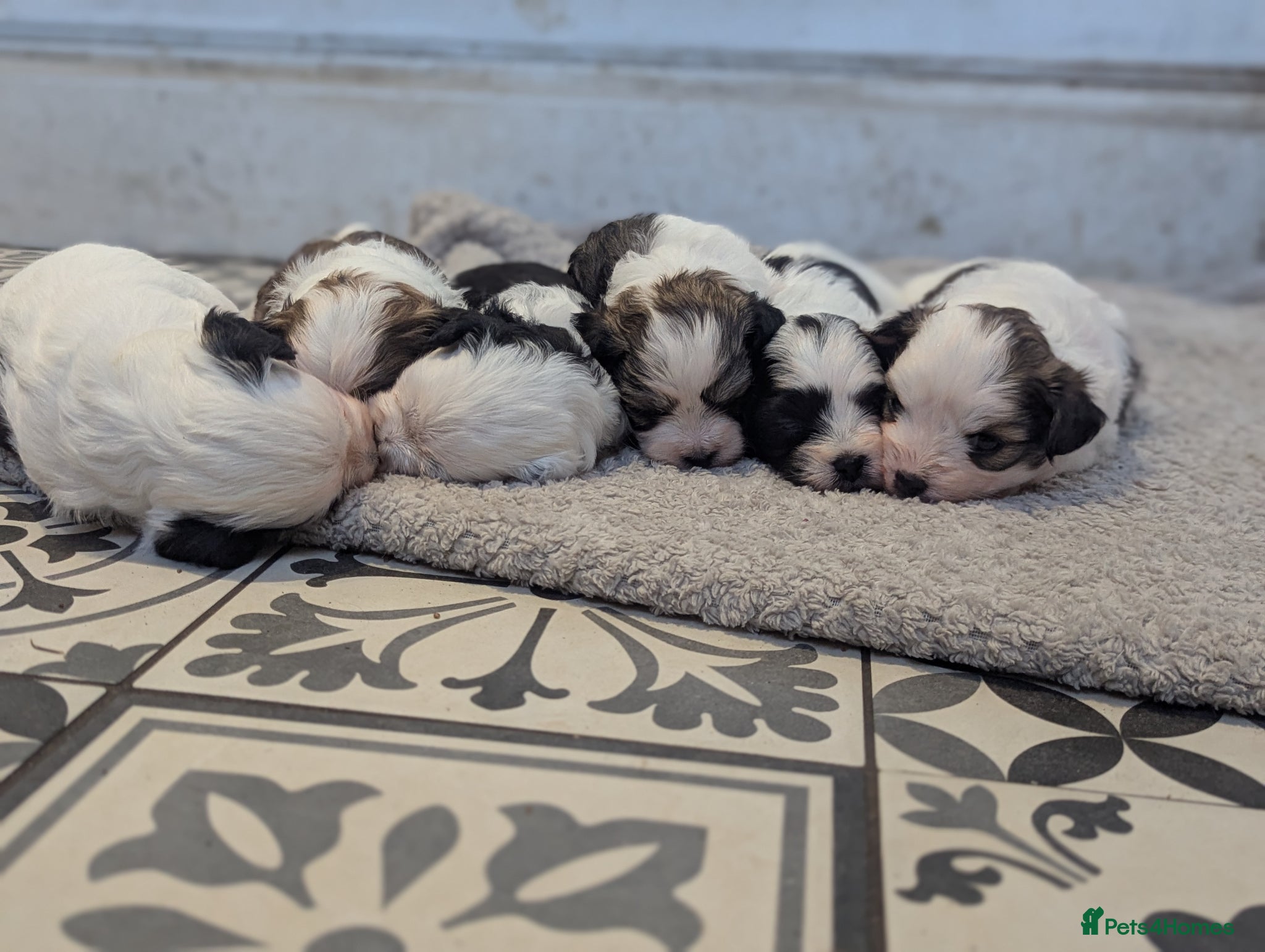 Mixed Breed dogs Chinese crested powder puff X Lhasa apso - Advert 2