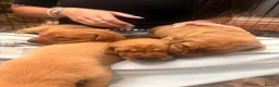 Labrador Retriever dogs for sale:  🐾❤️ KC Registered Fox Red Labrador Puppies 🐶✨ in Blackburn - Advert 4
