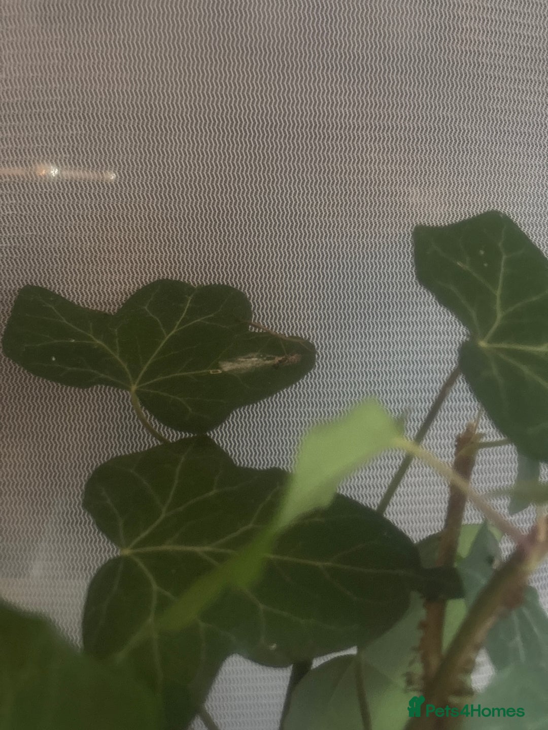 Stick Insects invertebrates for sale: Indian stick insects  - Image 2