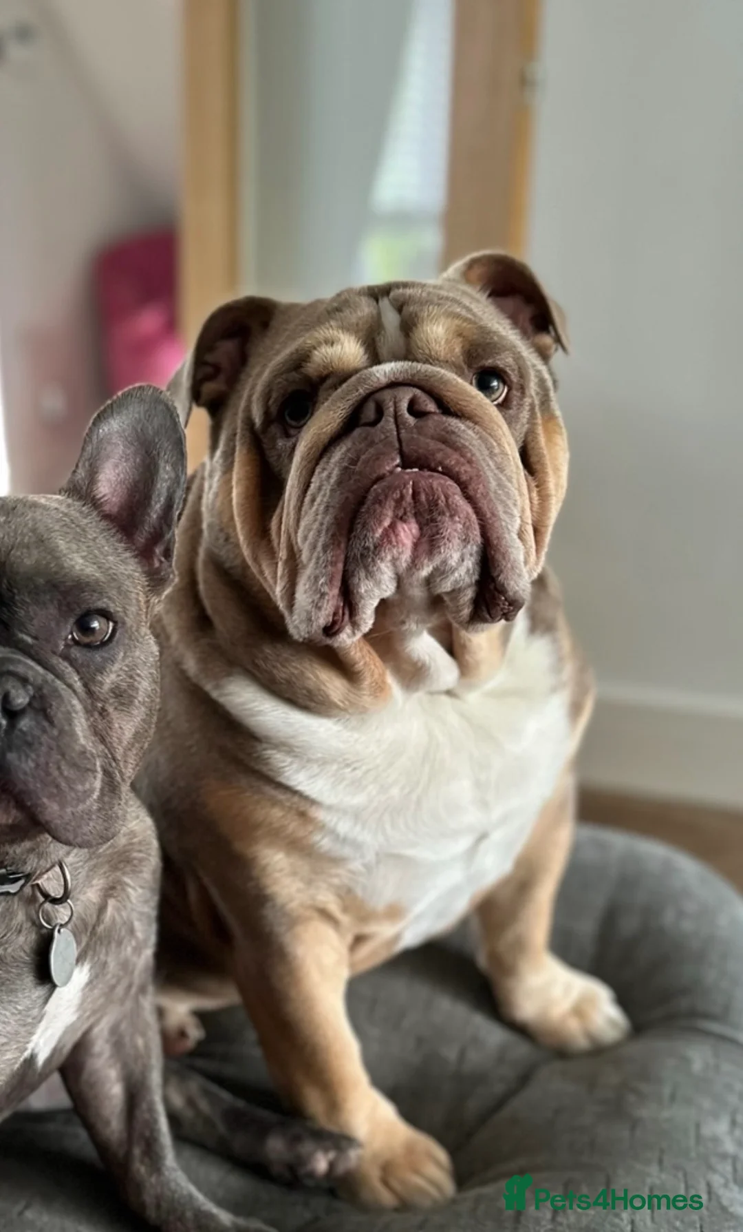 English Bulldog dogs for sale: Bulldog looking for a loving new home - Advert 1