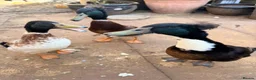 Ducks poultry for sale: Indian runner ducks in Market Drayton - Advert 1