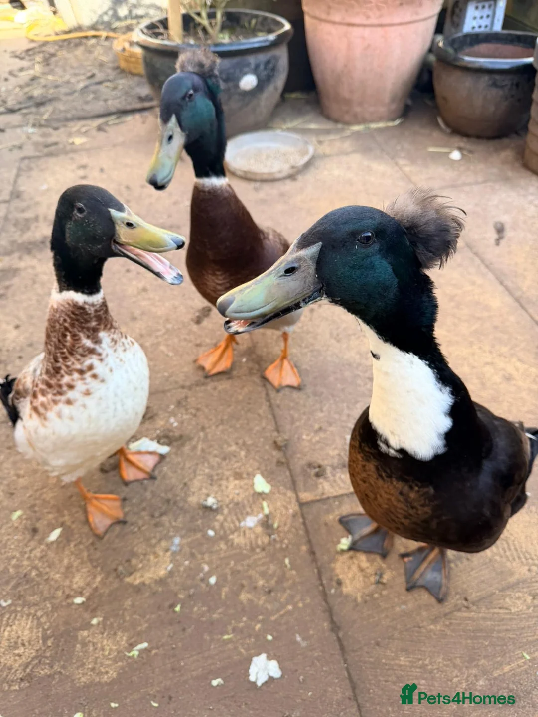 Ducks poultry for sale: Indian runner ducks in Market Drayton - Advert 1