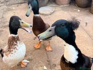 Ducks poultry Indian runner ducks - Advert 1