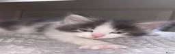 British Longhair cats for sale: British longhair kittens - Advert 6