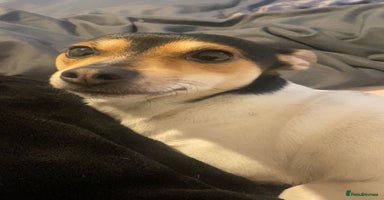 Jack Russell dogs - Advert 1