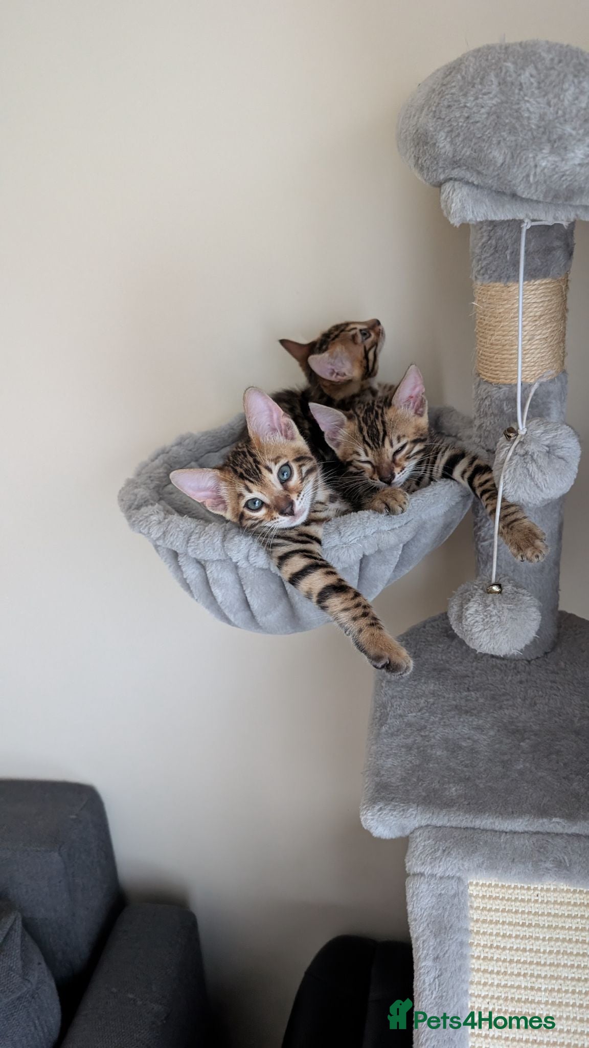 Bengal cats Stunning Bengal Kittens – Reservations Now Open - Advert 11