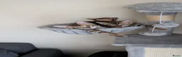 Bengal cats for sale: Stunning Bengal Kittens – Ready now - Advert 1