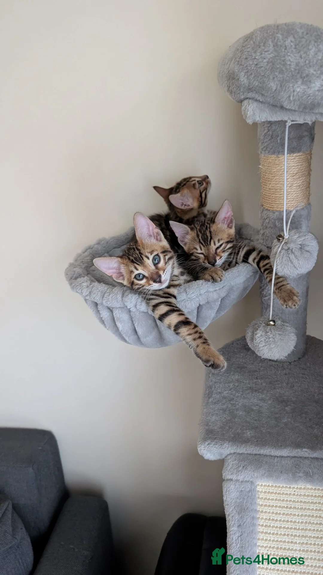 Bengal cats for sale: Stunning Bengal Kittens – Ready now - Advert 1