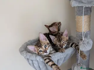 Bengal cats Stunning Bengal Kittens – Reservations Now Open - Advert 11