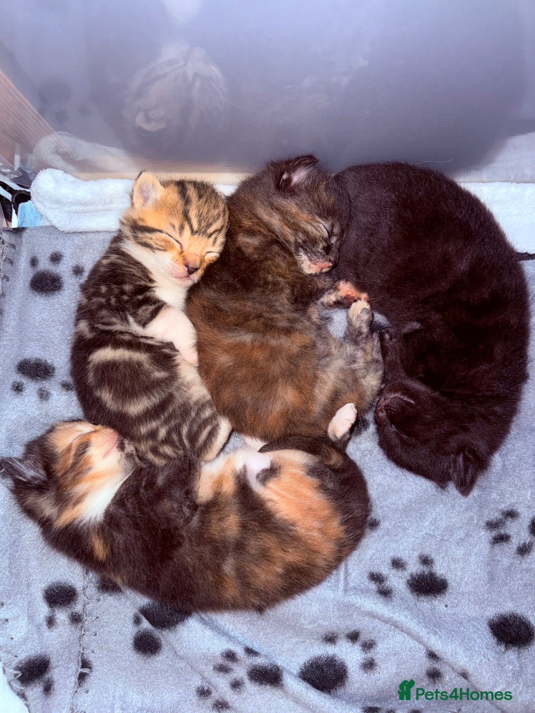 Domestic Shorthair cats for sale: Beautiful kittens - tabby and ginger mix - Advert 9