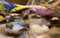 Siamese cats for sale: Siamese kitten - Image 4