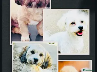 Toy Poodle dogs 🌟 Professional Breeder ~STUD DOGS ~LINCOLNSHIRE - Advert 5