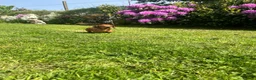 Miniature Dachshund dogs for sale: Kc reg pra clear - Advert 17