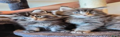 Maine Coon 2