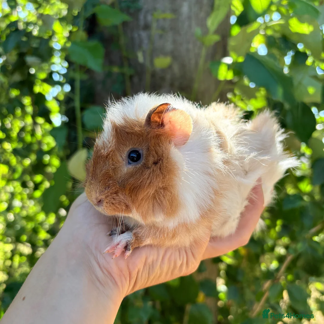 Guinea Pig rodents for sale: LOTS !!! very Friendly baby boy guinea pigs 🩵 - Advert 15