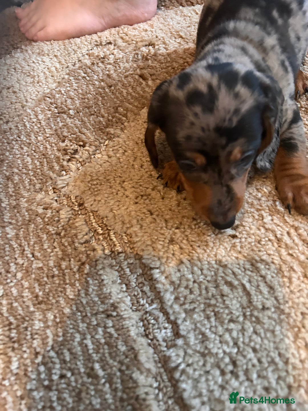 Miniature Dachshund dogs for sale: Dachshund puppies boys and girls ready now - Advert 26