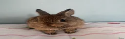 Netherland Dwarf rabbits for sale: 2 netherland dwarf babies  - Advert 3
