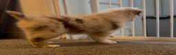 Miniature American Shepherd dogs for sale: 1 x Red Merle Mini American Shepherd Puppy - Boy - Advert 7