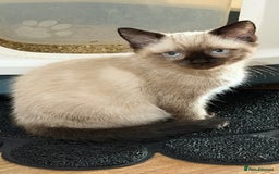 Ragdoll cats for sale: Ragdolls  - Image 2