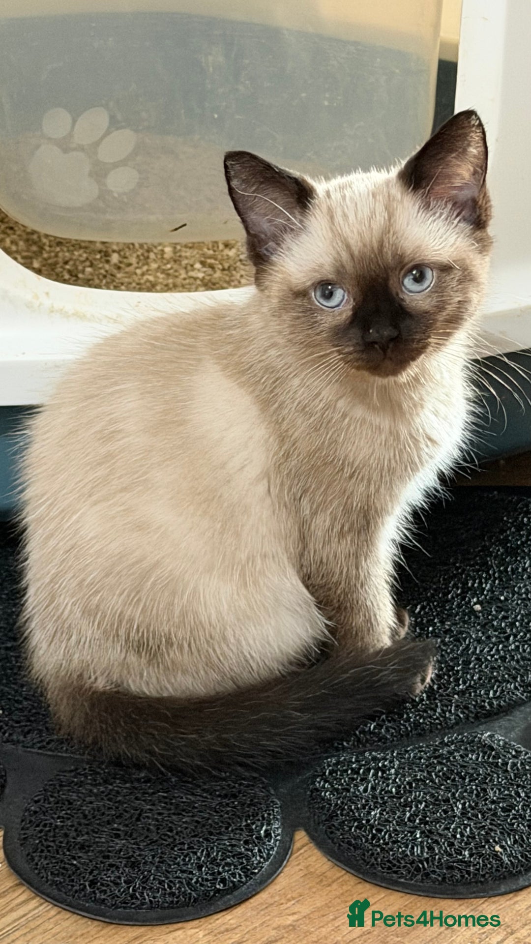 Ragdoll cats for sale: Ragdolls  - Image 2