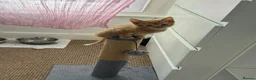 Mixed Breed cats for sale: 4 playful kittens ready for their new home - Advert 2