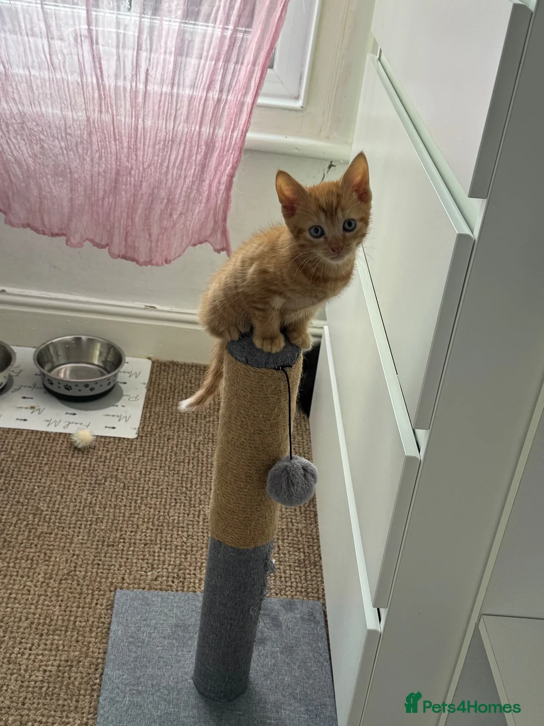 Mixed Breed cats for sale: 4 playful kittens ready for their new home - Advert 2