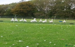 Geese poultry for sale: Large-strain Embden Geese-varying ages 2025 hatch - Image 2