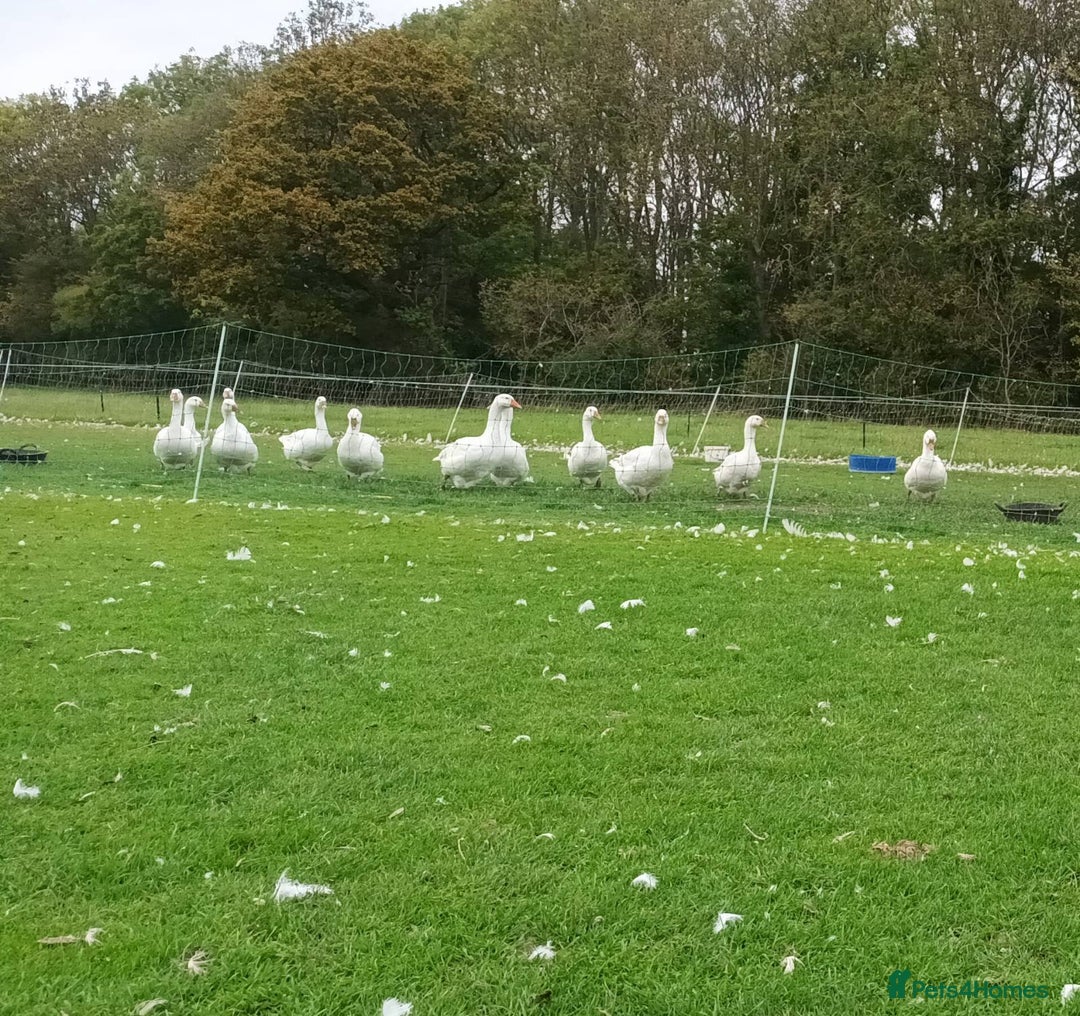 Geese poultry for sale: Large-strain Embden Geese-varying ages 2025 hatch - Image 2