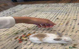 English Lop rabbits for sale: english lop beautiful  baby rabbit  - Image 6