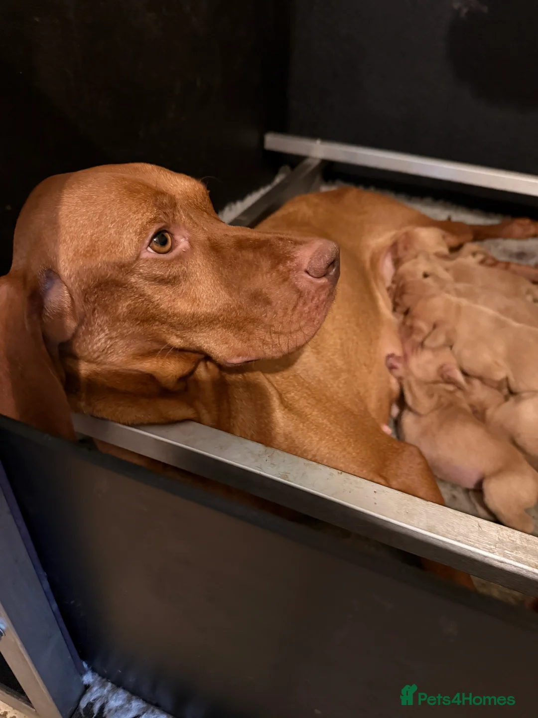 Hungarian Vizsla dogs for sale: KC Reg Hungarian Vizsla Pups Health Tested Parents - Advert 6